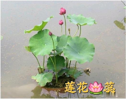 治高血压的方子 开方：菟丝子12g莲须9g枸杞9g知母9g茯苓9g麦芽15g枣仁