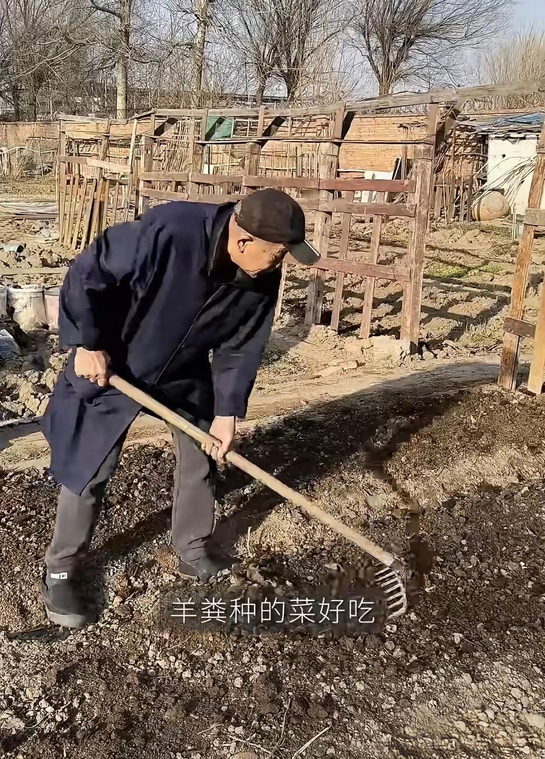 春天到了，梅婷来到菜园里帮公公一起忙活。他们开始翻整土地，播下小白菜的种子。老爷