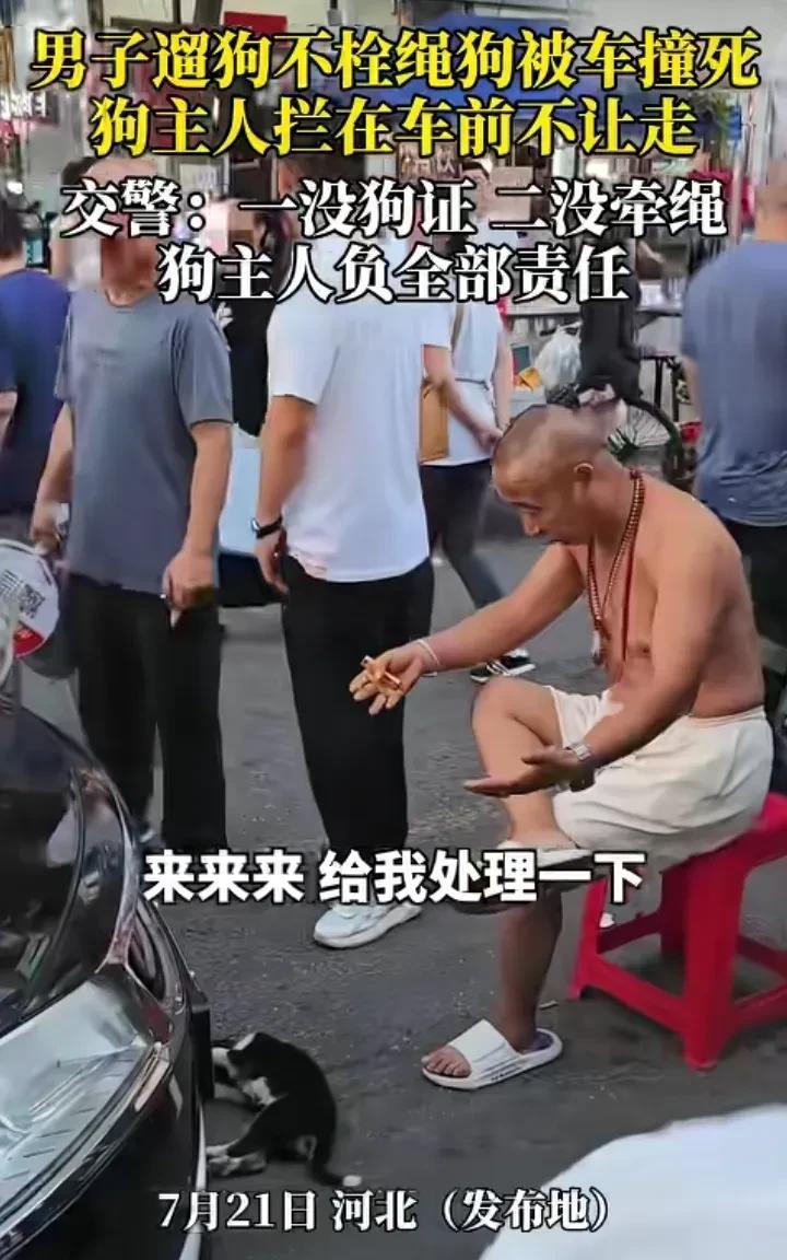 解气！河北一男子遛狗不栓狗绳，被车撞死，狗主人叫嚣：“来来来！给我处理一下，有本