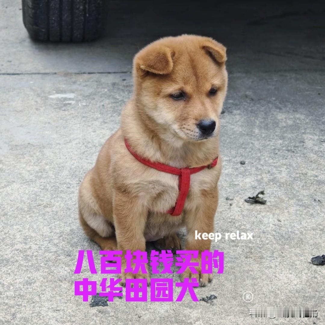 花了八百块钱，在网上买了一只中华田园犬，到家已经一个月了，还没有立耳的迹象。朋友