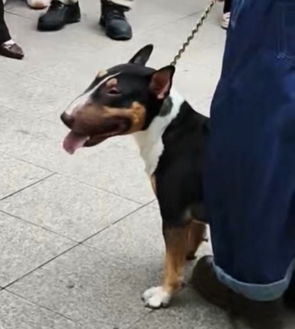 #监管本有多次机会阻止恶犬咬女童#【3岁女童遭恶犬咬脸严重受伤，监管本有多少机会阻止伤害发生？】9月