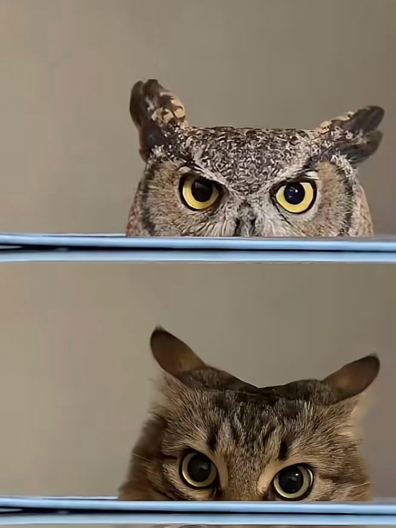 猫头鹰姓猫的原因​​​