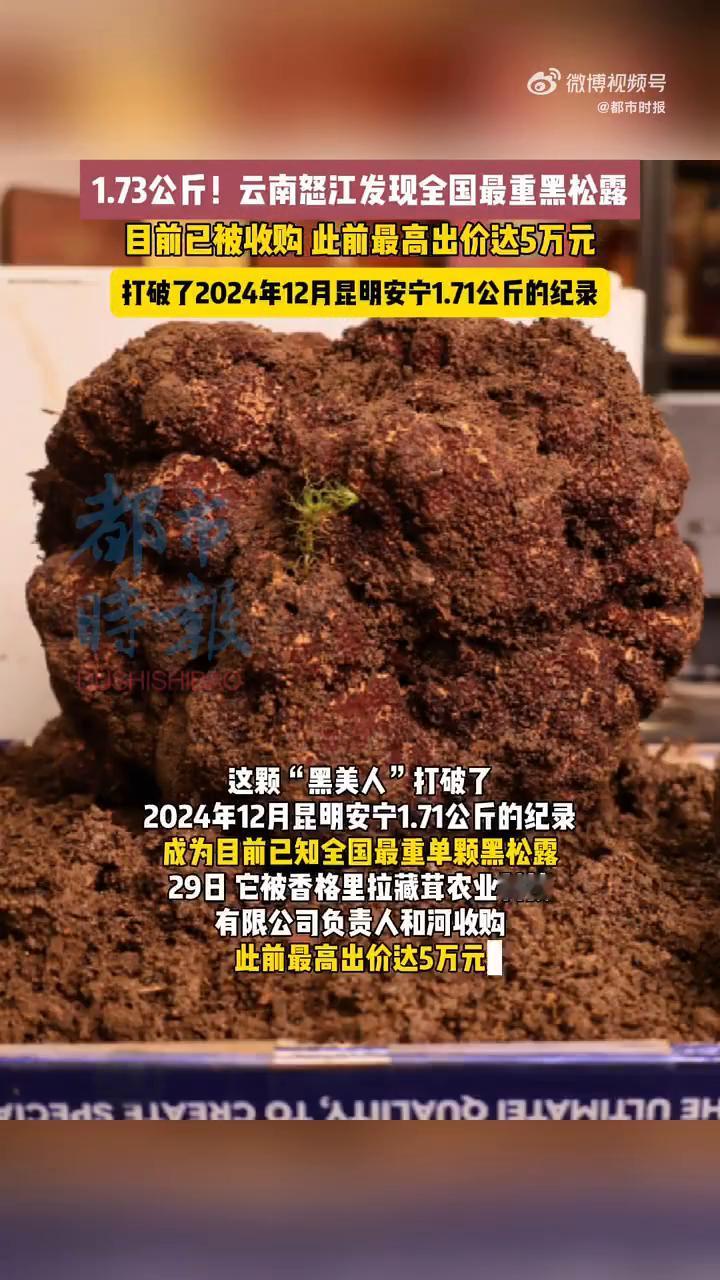 1.73公斤!云南怒江发现全国最重黑松露,目前已被收购,此前最高出价达5万元,打