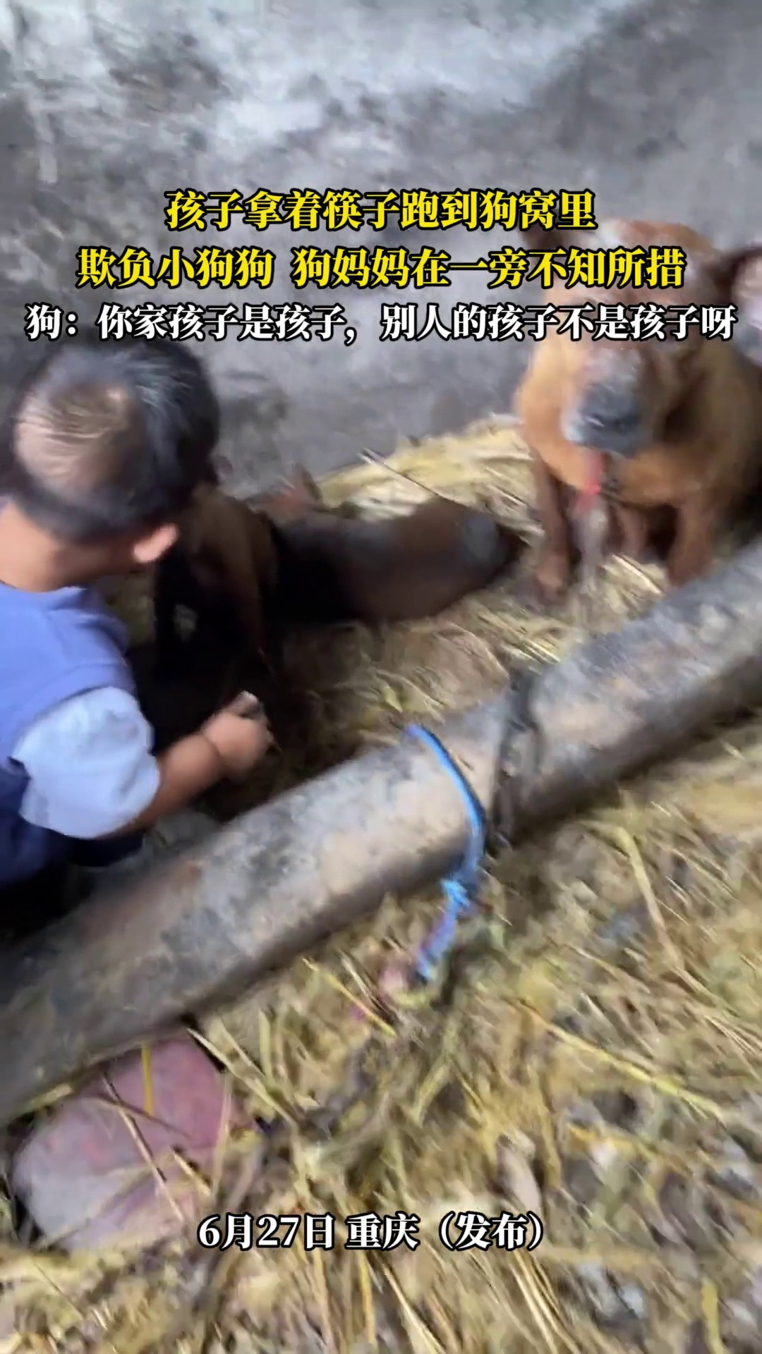 孩子拿着筷子跑到狗窝里，欺负小狗狗狗妈妈在一旁不知所措，狗-你家孩子是孩子，