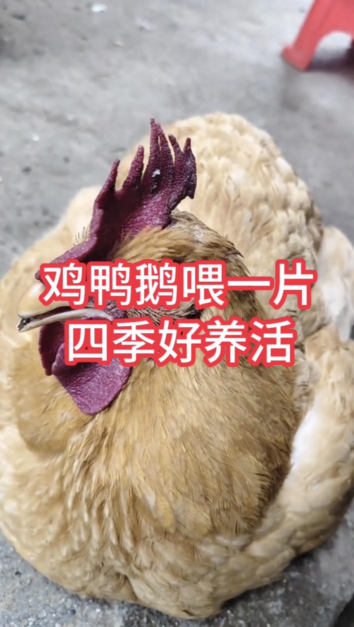 鸡鸭鹅养殖方法农村散养土鸡鸡鸭鹅养殖养鸡方法