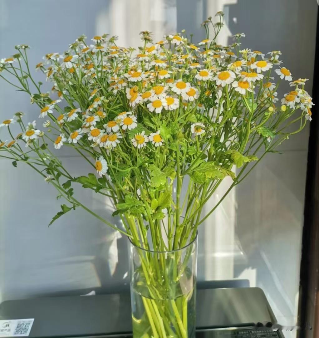 冬七九养生别瞎补，温而不燥才是真养数九寒天到七九，寒意未消，阳气渐生，正是养阳