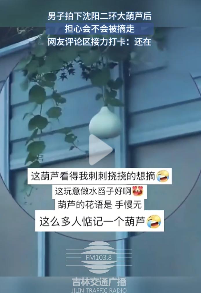 沈阳摘葫芦男子，估计后槽牙都咬碎了！本来以为自己摘了大葫芦能炫耀一把的，还故