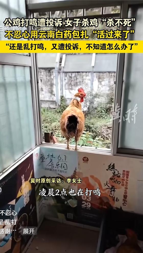 “不可思议”。10月7日贵州，一只大公鸡频繁夜里乱打鸣，遭邻居多次投诉，无奈主人