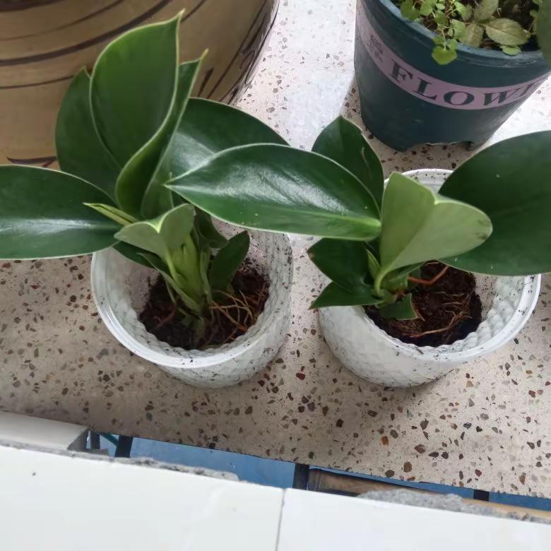 物流包装：好新鲜度：好搭配效果：好卖家服务：好绿植很漂亮，包装完美，还送了有机肥