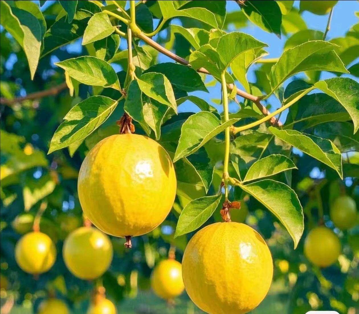 百香果种植1.选排水好、光照足的地块，土壤以疏松肥沃的沙壤土为佳。2.种子浸
