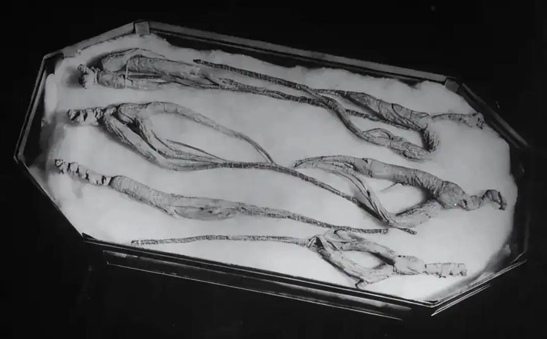 民国时期野生人参价格是黄金的十倍《银元时代生活史》的作者陈存仁这么写：我说“人