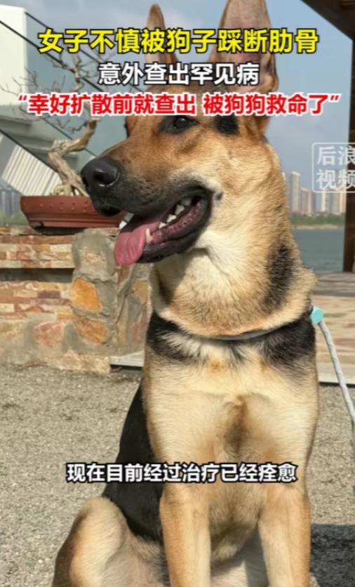 解释不清了！7月22日金羊网报道，北京一只80斤的牧羊犬，突然跳主人身上，把她踩