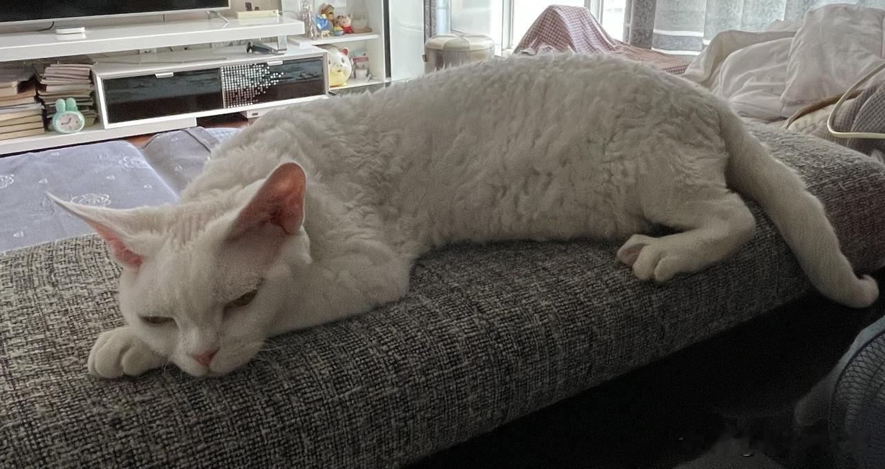我家小猫咪的日常，最多的是睡觉哦；昨晚开始下雨了，降温不热了，瞧瞧，小猫咪睡得多