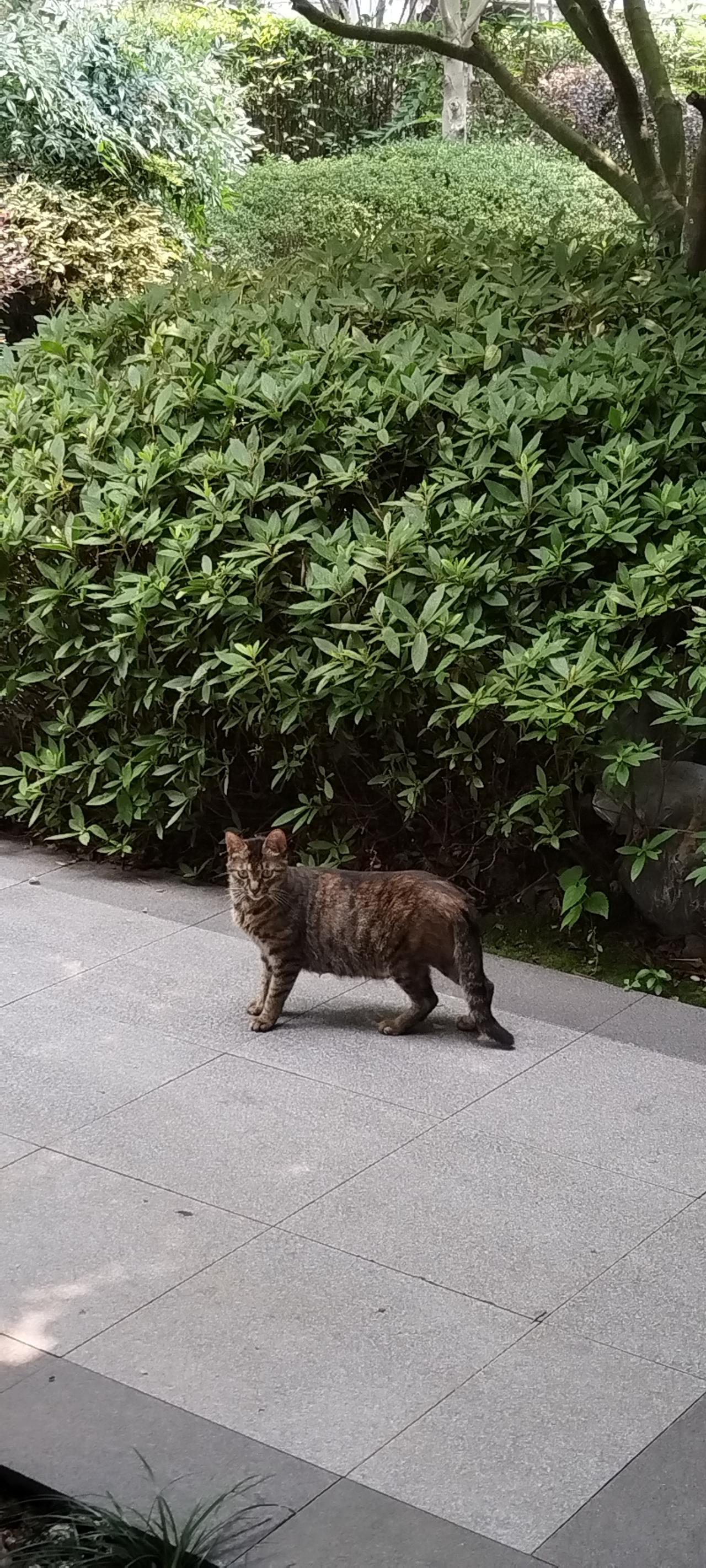 分享一张你家小猫咪的照片