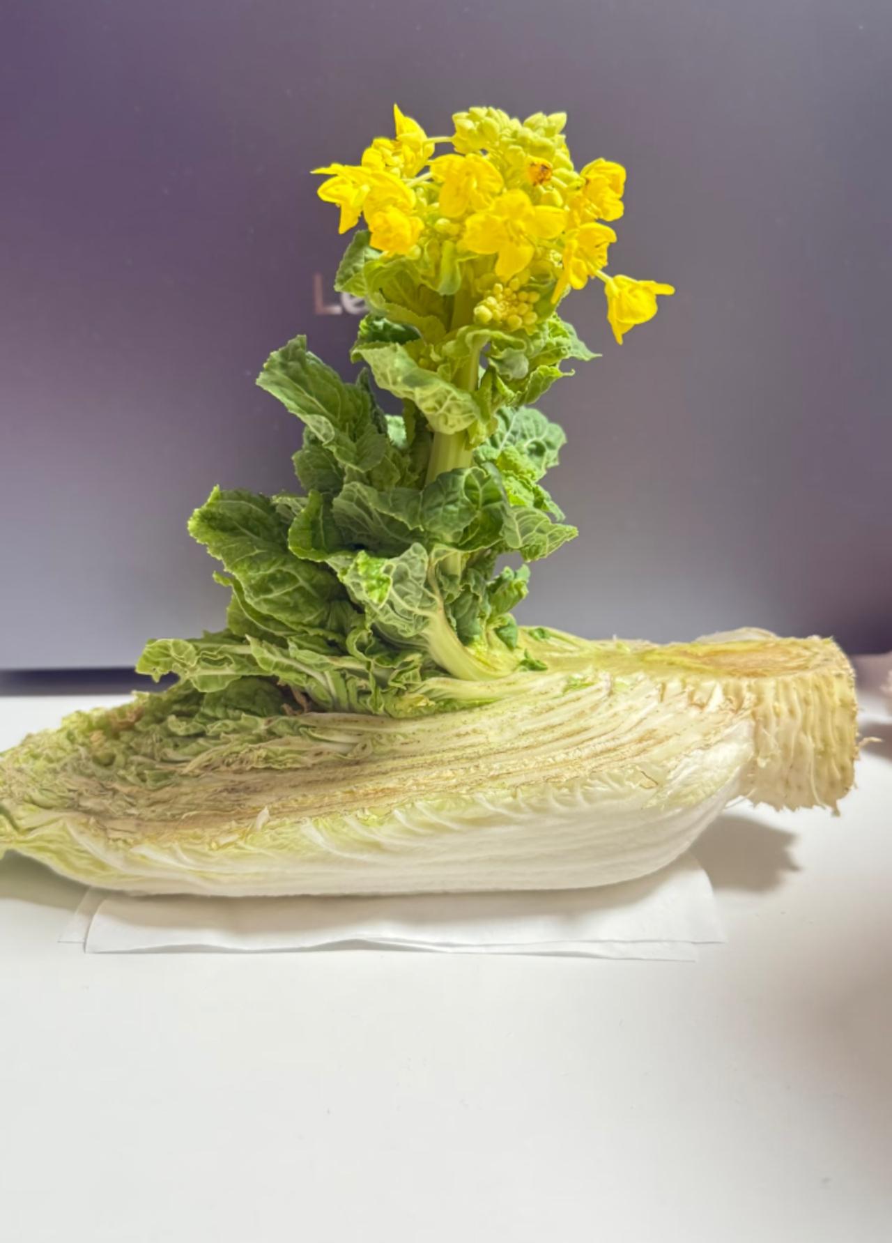 平时喜欢养花的朋友，看到这个是不是有点懵登？说实话我比大家还疑惑。前段时间