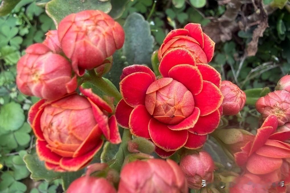 阳谋无解，唯诚不破！人活到通透，才懂阳谋无解的深意。极致坦诚绝非