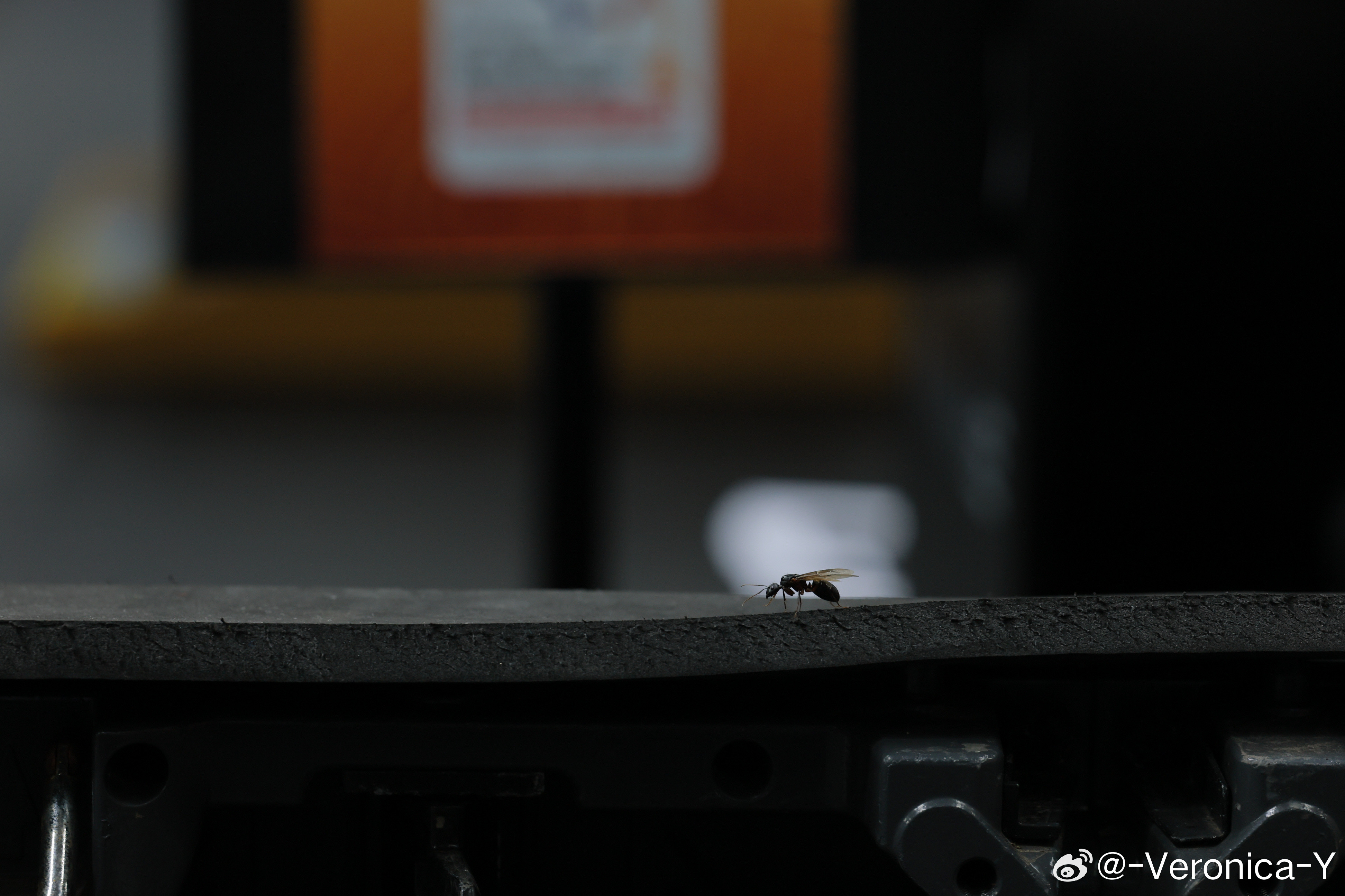 好大的蚂蚁🐜呀和外星生物一样​​​