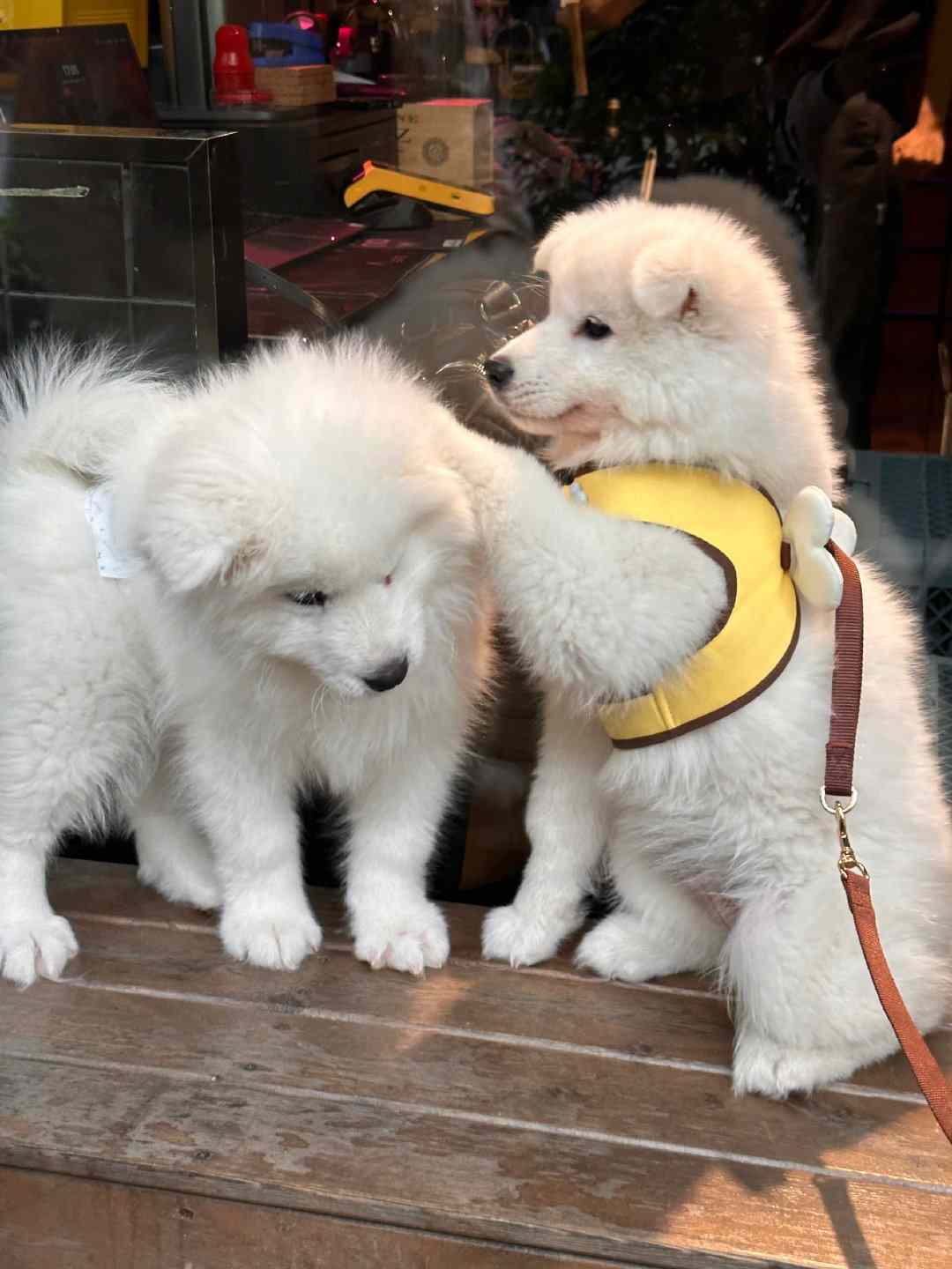 摸摸小狗头，二月不用愁