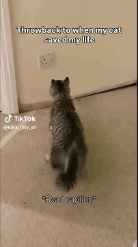 猫咪天天对着插座哈气、骂骂咧咧，主人一开始觉得好笑，直到电工上门，全家都后怕了！