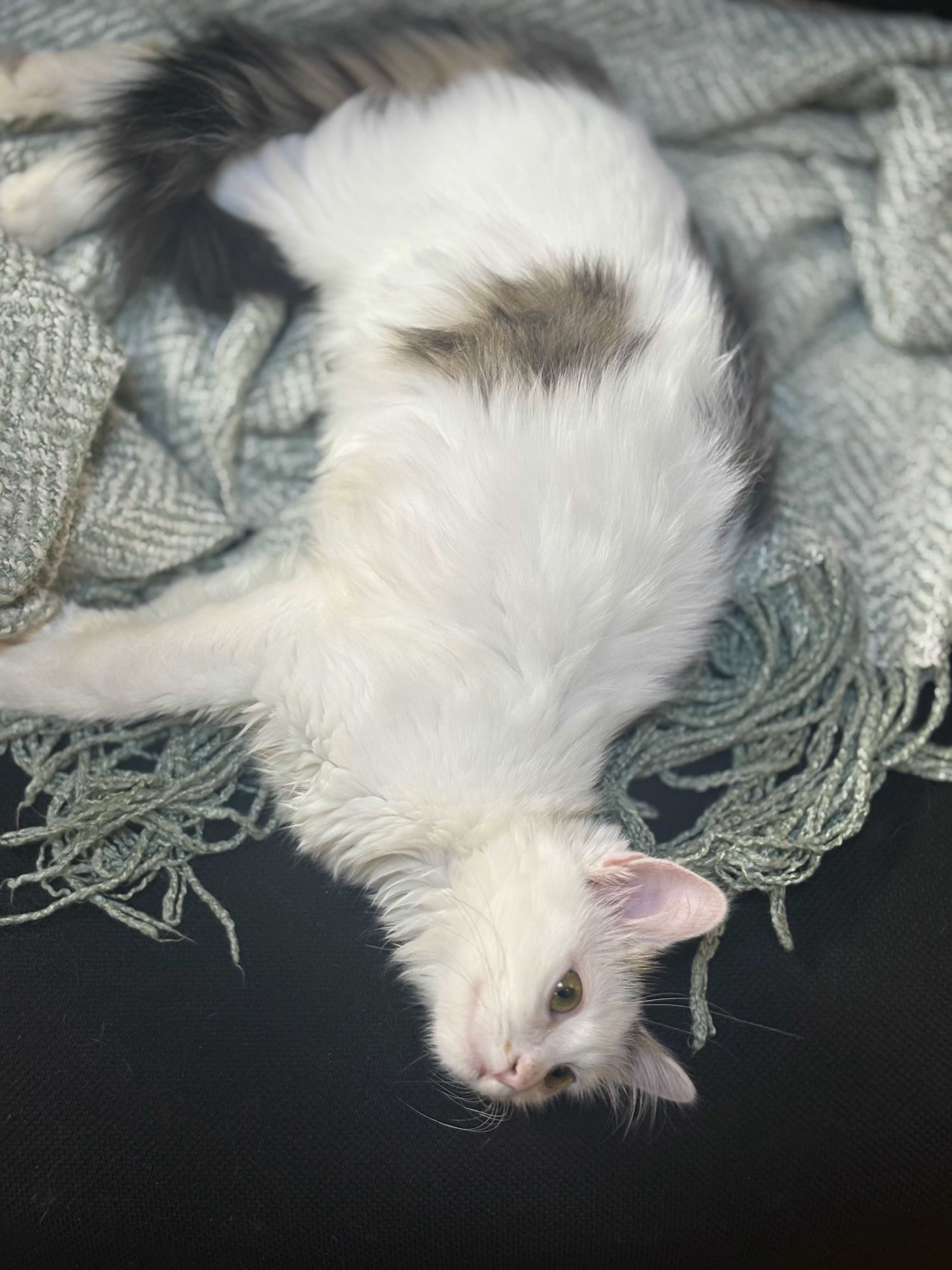 猫叫雪泥神仙猫名字取自应似飞鸿踏雪泥雪泥表示生命的印记​​​