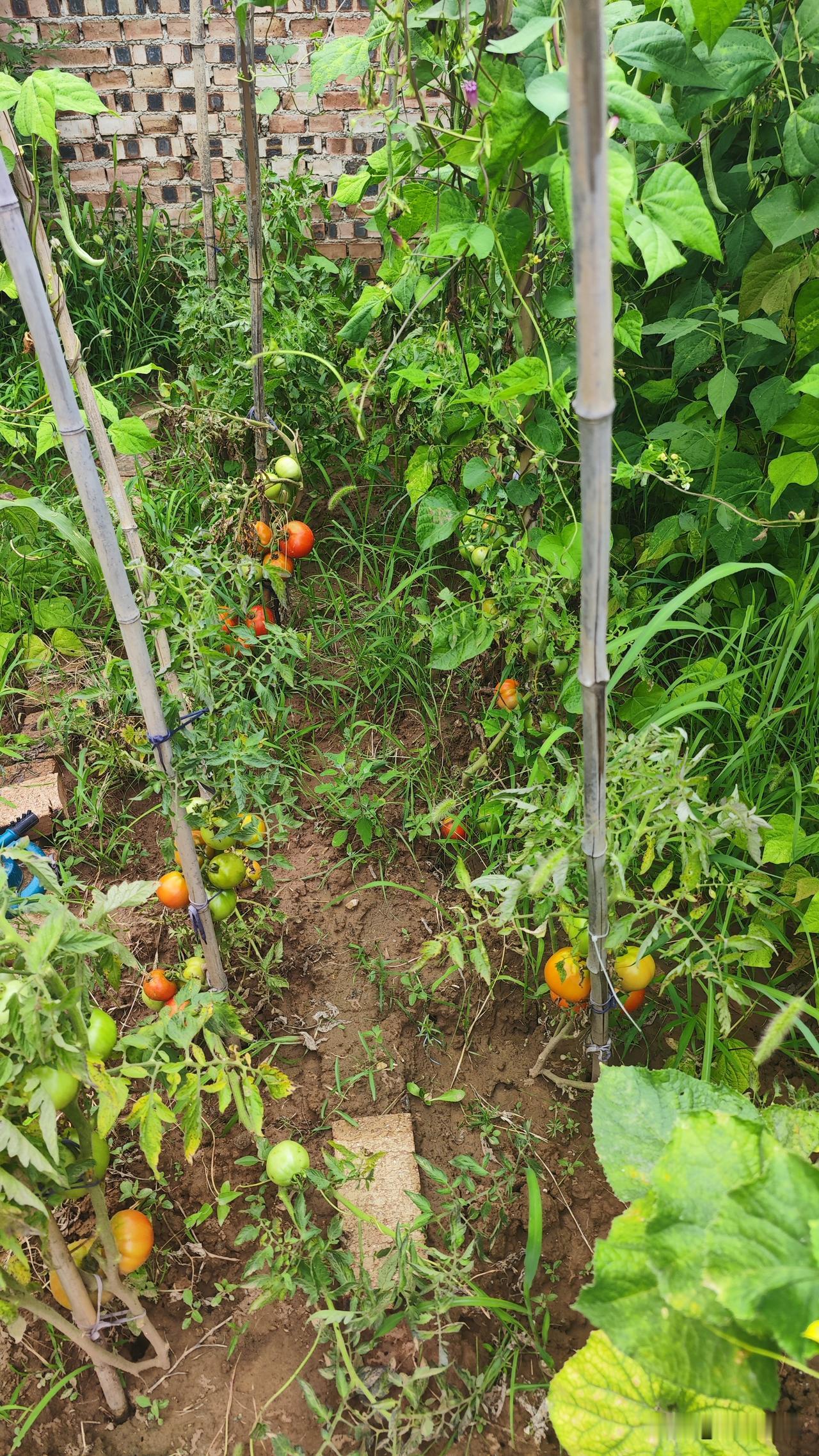 我的小菜园，种了10棵西红柿4棵黄瓜，因今年雨水多，不用浇菜，草长的比菜都旺，拨