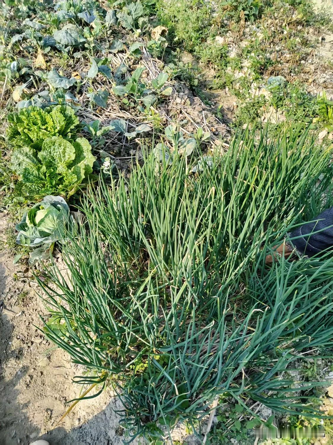 结果一到菜园，直接被眼前这丛葱惊到了，长得密密麻麻的，绿油油的叶子挤在一起，根根