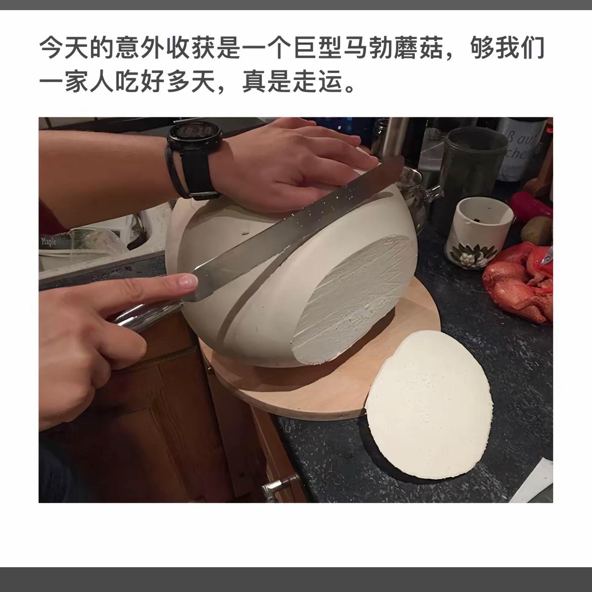 巨型马勃蘑菇切片，够一家人吃好几天！