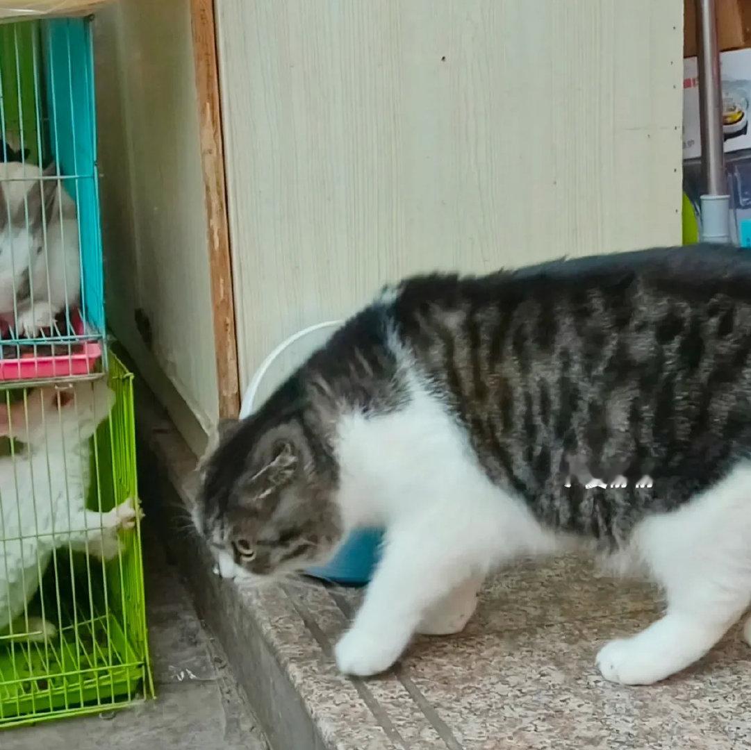 花鸟市场兢兢业业的猫老板，很认真在看店了，上班时间摸鱼看仓鼠巡视兔子哈哈哈，顺便