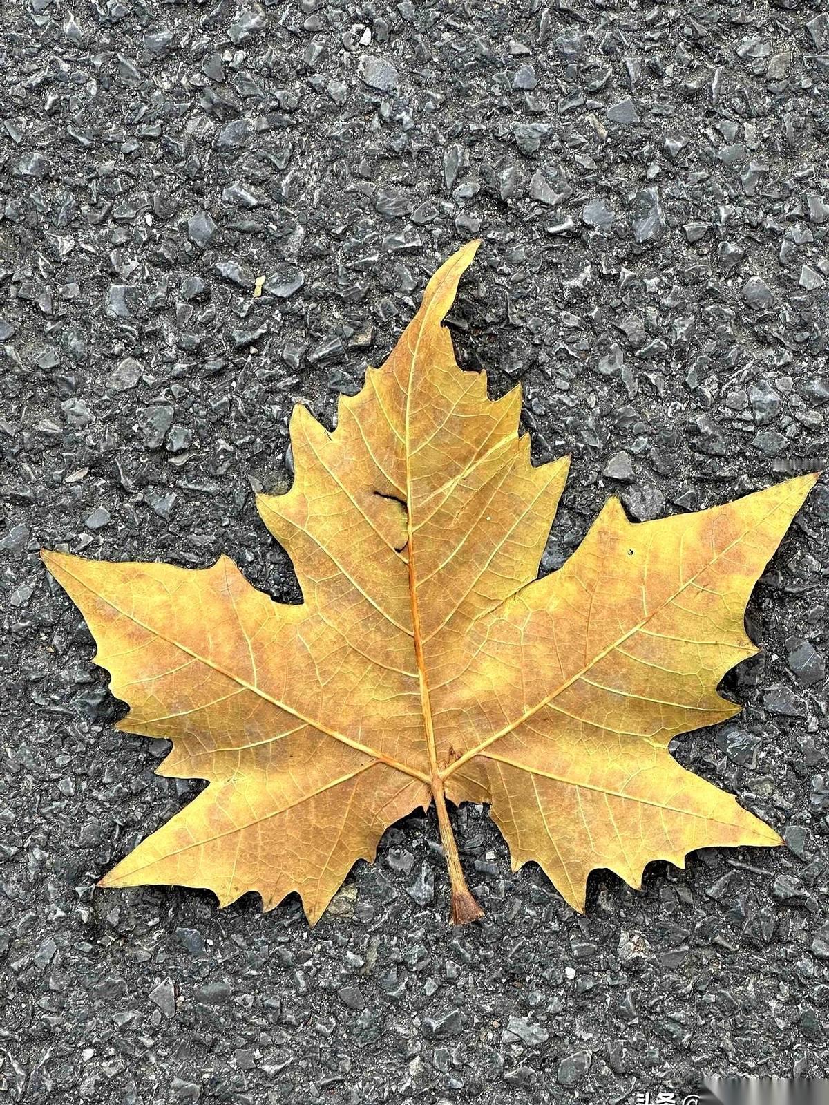 胰腺、脾、十二指肠，还有一小半个胃，一年前的今天，全端了。你以为手术做完，九九