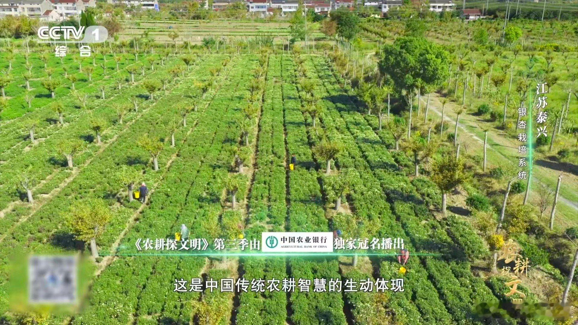 喂了银杏果鸡肉更鲜了银杏林下养鸡，泰兴人把“林农共生”玩出了鲜味新高度！鸡吃银杏