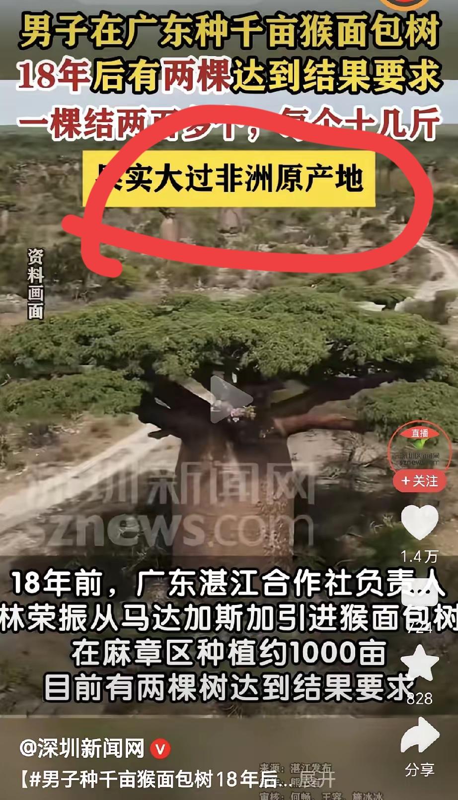 大数据是不是会读心术啊！我昨天才和儿子讨论，为啥中国没人种猴面包树呢，这树能吃