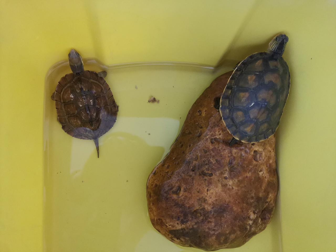 2025年的春天，儿子爱上了养龟，一共买了6只龟，养了不到三个月，只剩下一只龟，