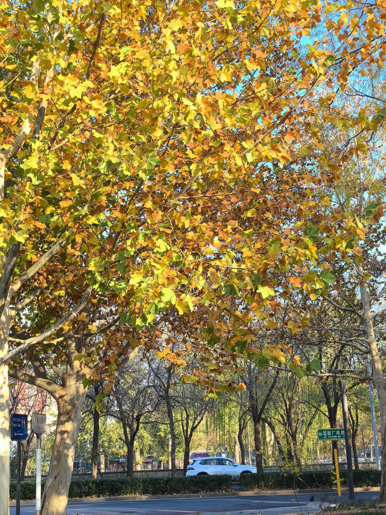 与这张照片契合的绘画形式一点是油画。