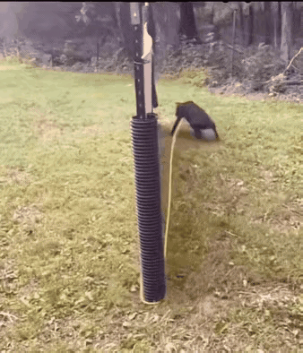 狗子：哪天我遇到鬼了，它就在前面一米五，你停它就停，你跑它就跑，总之怎么都撵不上