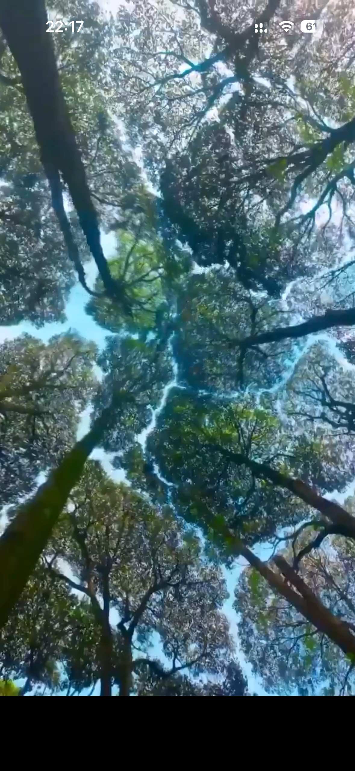 树冠害羞是一种自然现象，在这种现象中，某些树种最顶部的树枝完全拒绝相互接触，从而