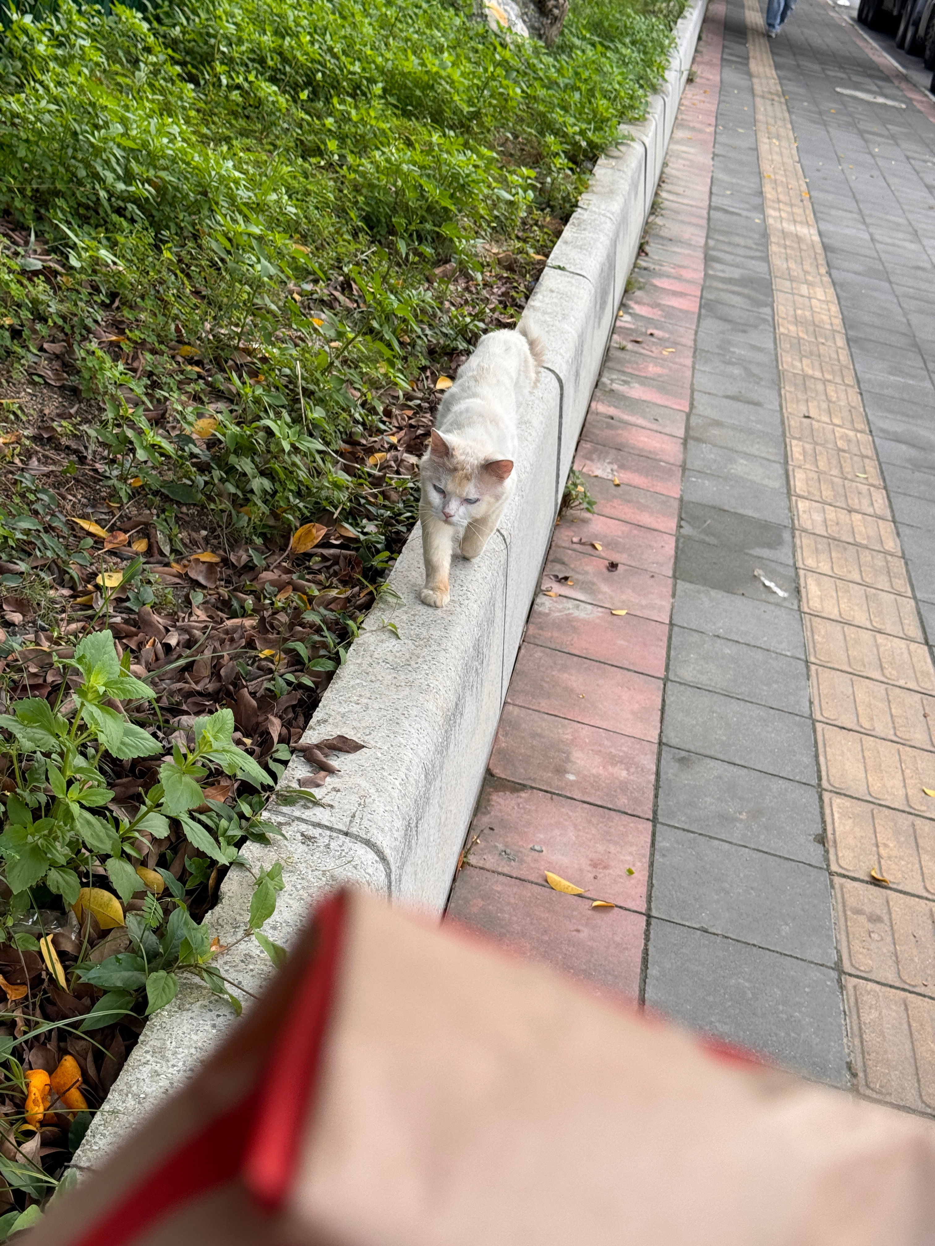 可爱小咪要被我拐跑了[抱抱]​​​