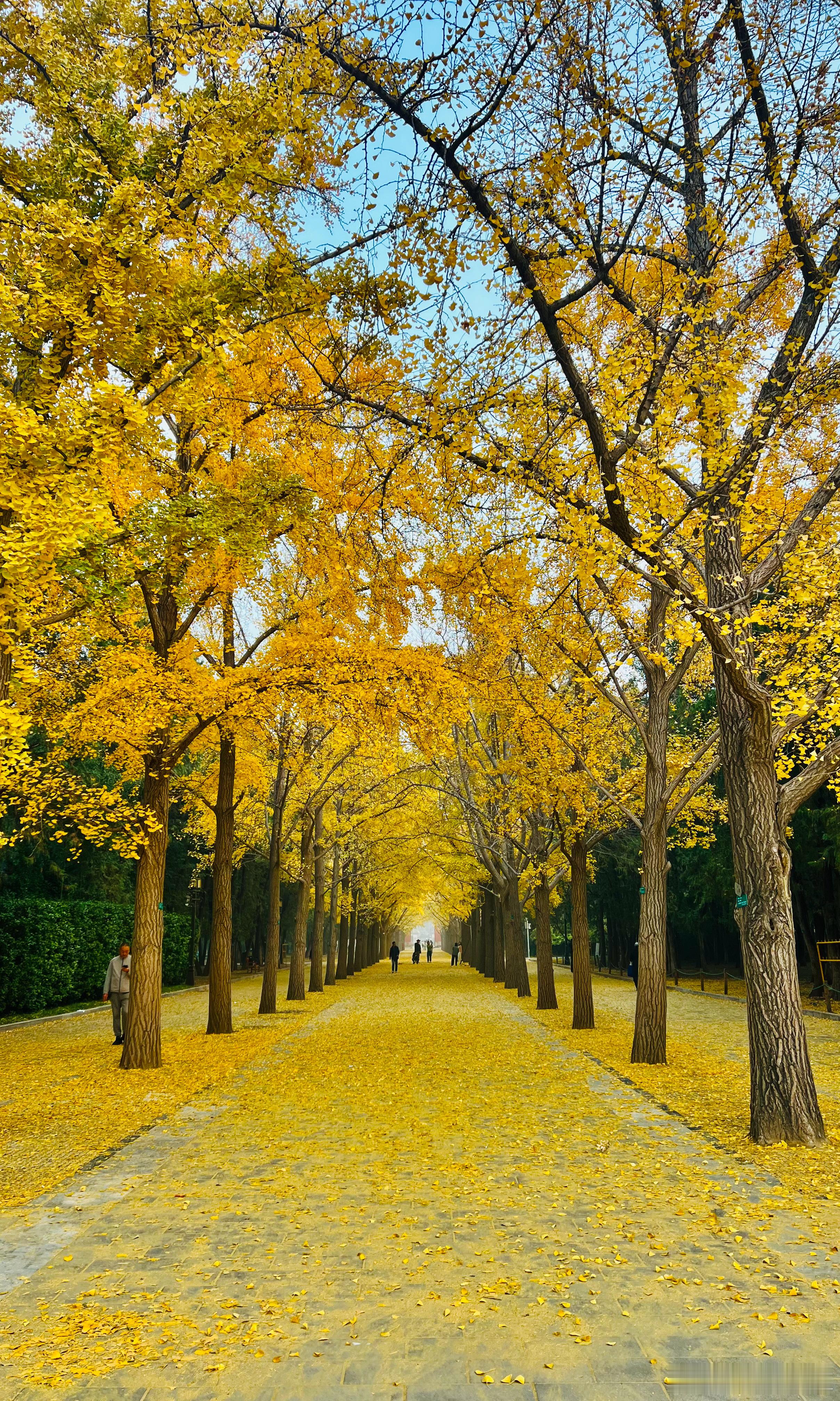 北京地坛公园 银杏大道摄影  
