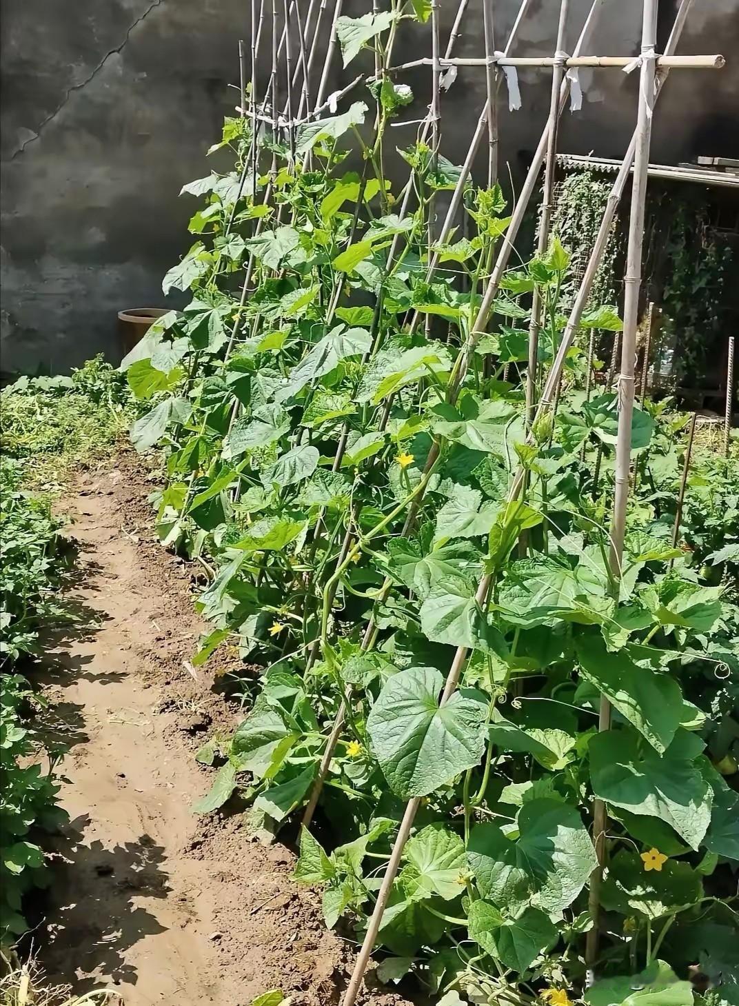 老一辈不外传的蔬菜实用口诀：番茄打侧不打顶，辣椒疏花不疏果，黄瓜摘须