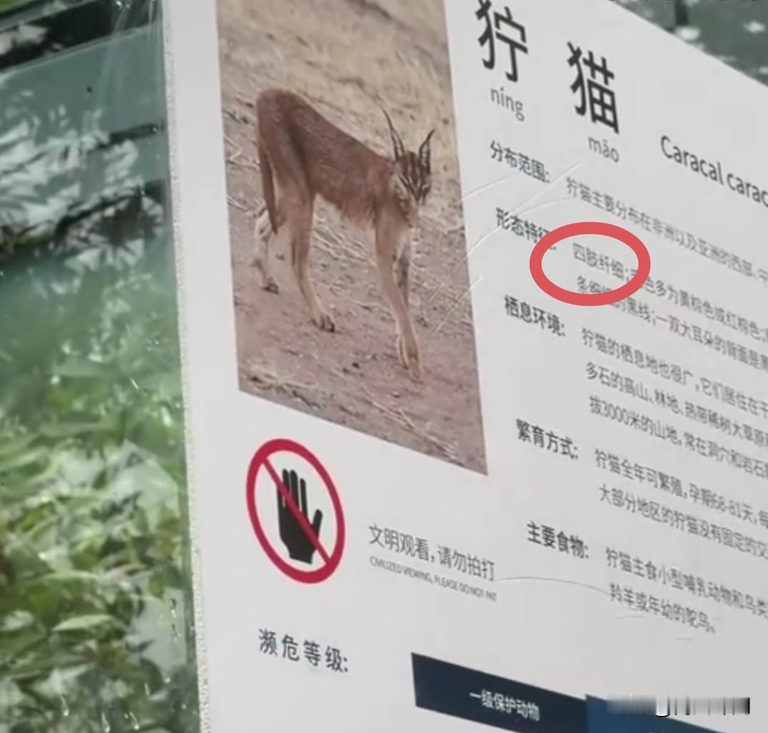 最近皖南野生动物园一只狞猫，凭实力火出了圈！园区宣传牌上明明白白标注着它四