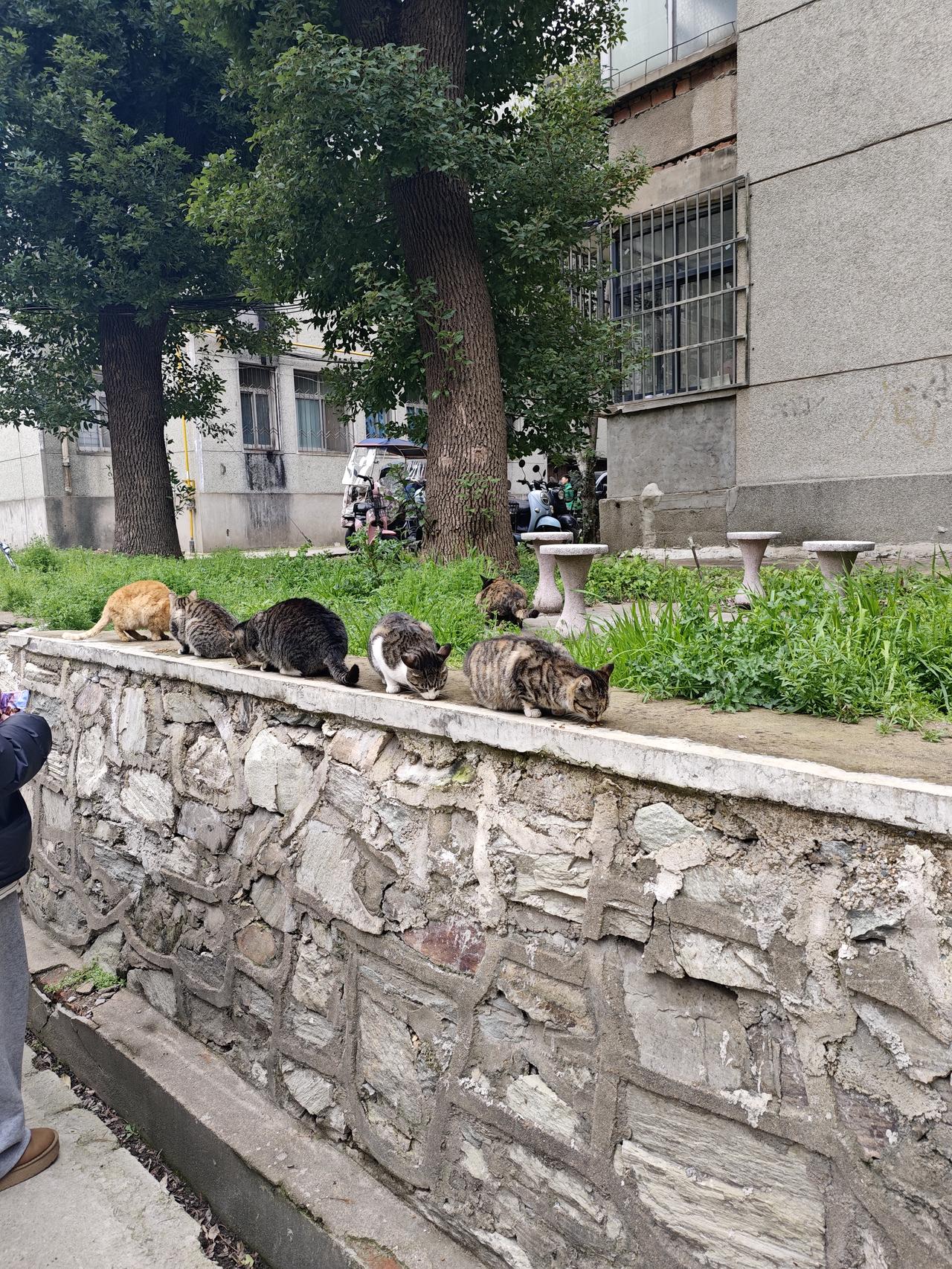 春日生活打卡季院区散养猫猫排队等投喂