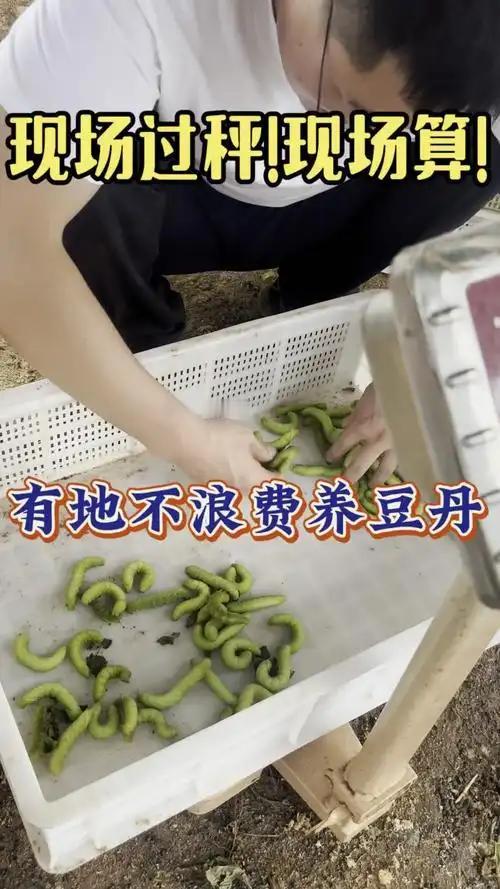 别人灭虫他养虫！村民8亩豆田“反向种地”，一年净赚15万种地最怕虫害，可这位