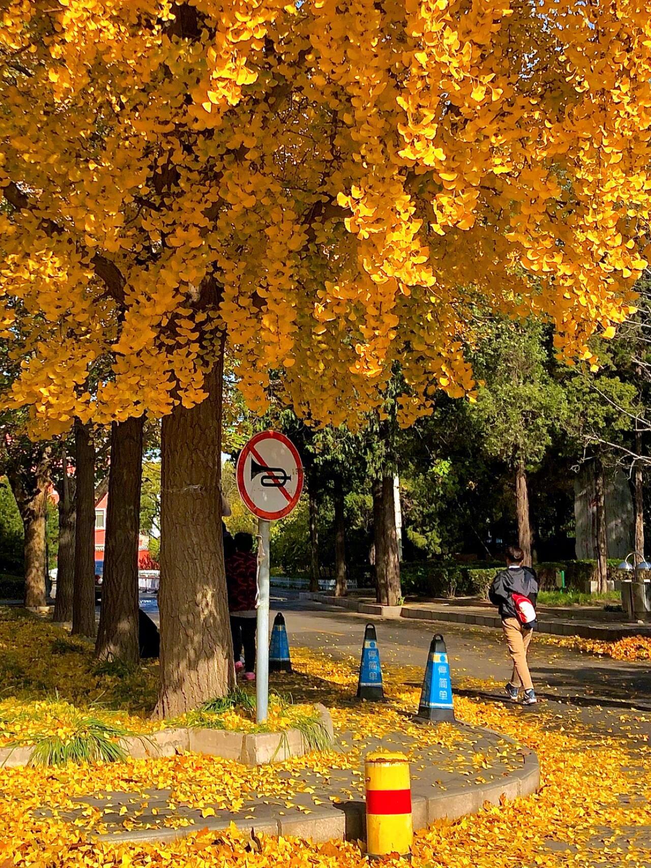 我说喜欢秋天｜一半是喜欢北京的秋天🍂北京的秋天，完全满足了我对秋天的幻想，树叶