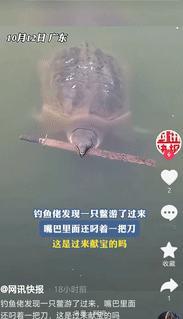 “万万想不到！”广东，一钓鱼佬在河边钓鱼，突然水面上的异动让他屏住了呼吸，不料