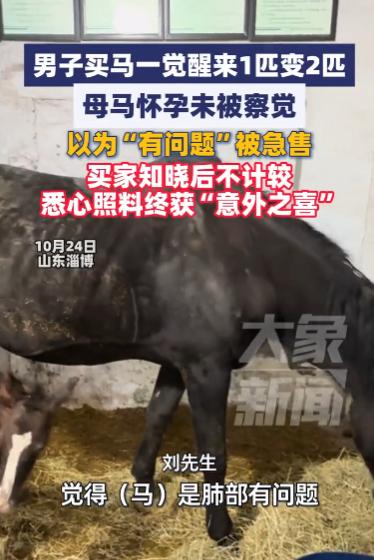 “这下后悔了吧!”10月24日,山东淄博,一男子买了匹母马,一觉醒来1匹马竟然变