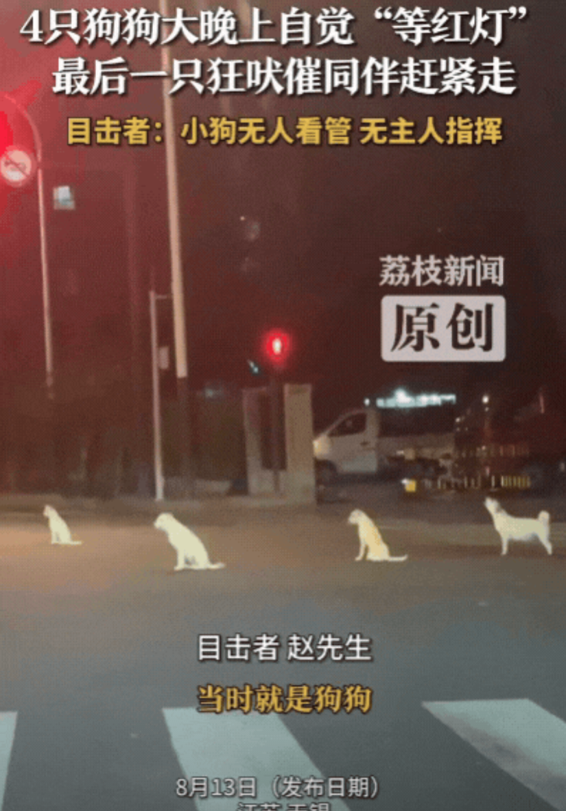 要成精了！江苏无锡，男子晚上回家，在路口发现4只狗狗，竟然在自觉“等红灯”，4只