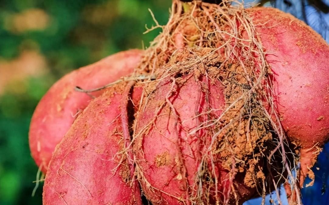 1593年的菲律宾马尼拉港，西班牙士兵正死死盯着每个上船的华人。他们搜了又搜，翻