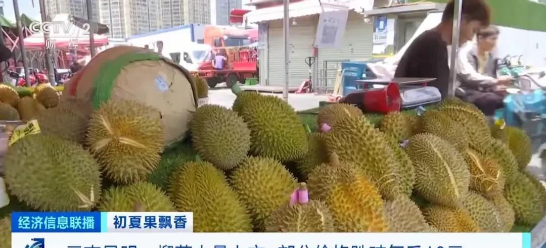 早上起来看新闻，国产榴莲迎来大丰收，价格要打到10块钱，刚才跑去超市看了看，现在