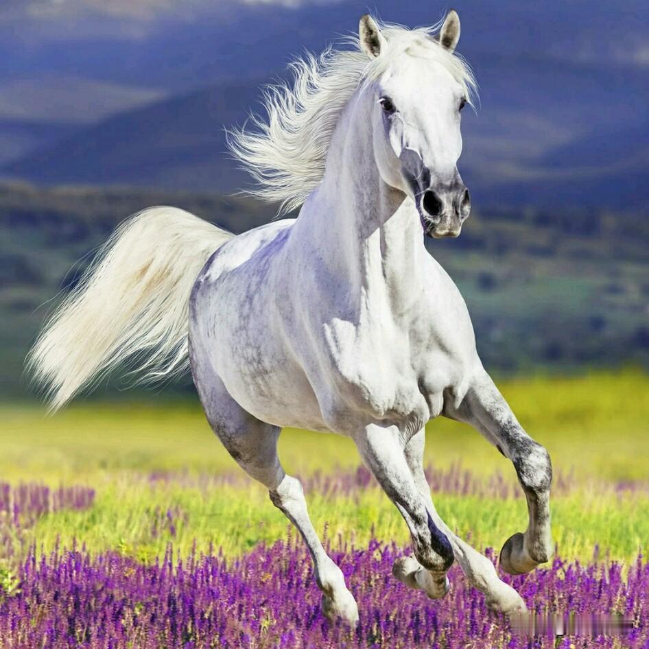 🐎生肖马的爱情组合马+鼠：相冲，观念落差，互相让步马+牛：相害，步调不