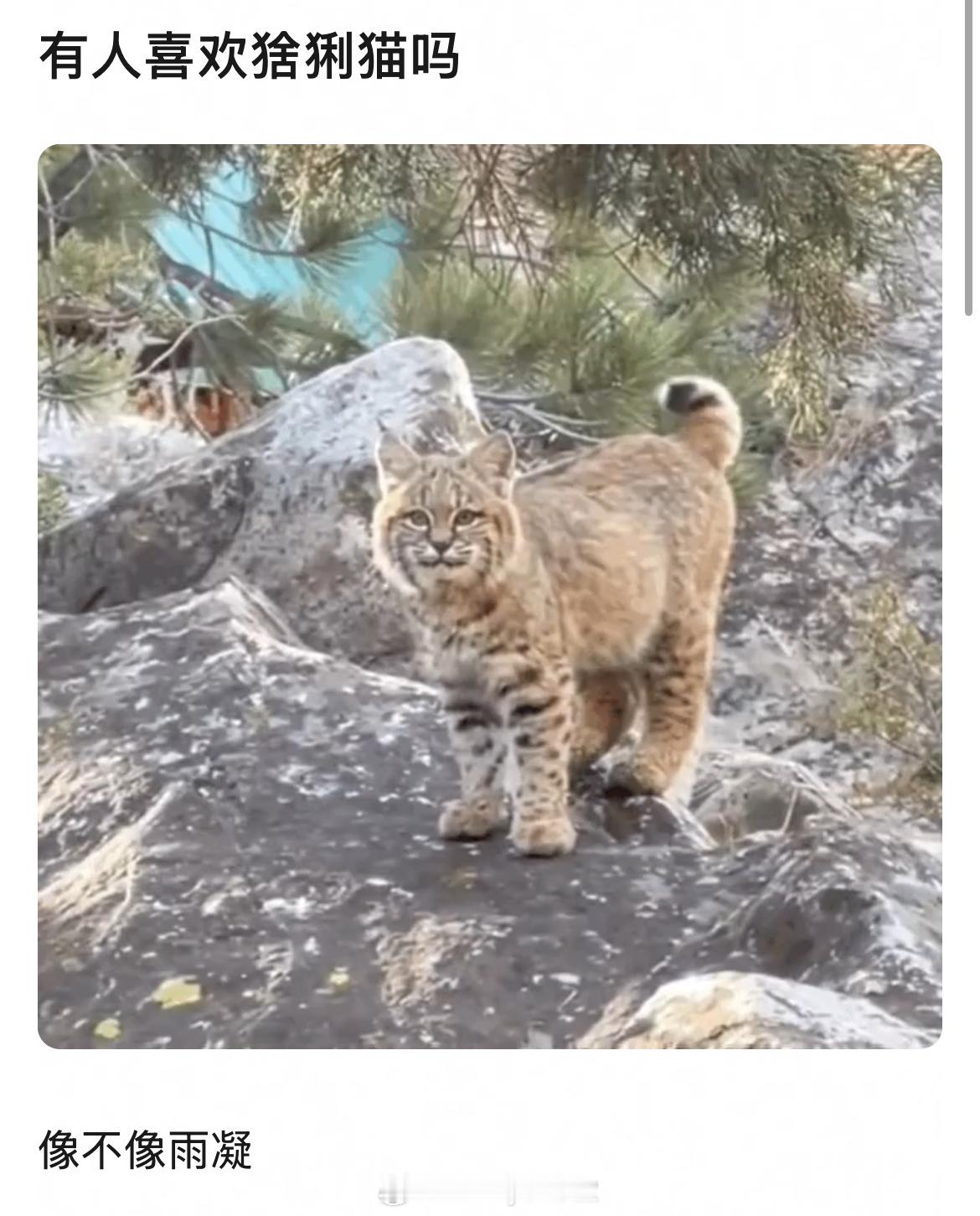 “有人喜欢猞猁猫吗，像不像刘宇宁？”“像它的天敌”啊啊啊啊啊啊啊啊啊啊啊啊啊你们