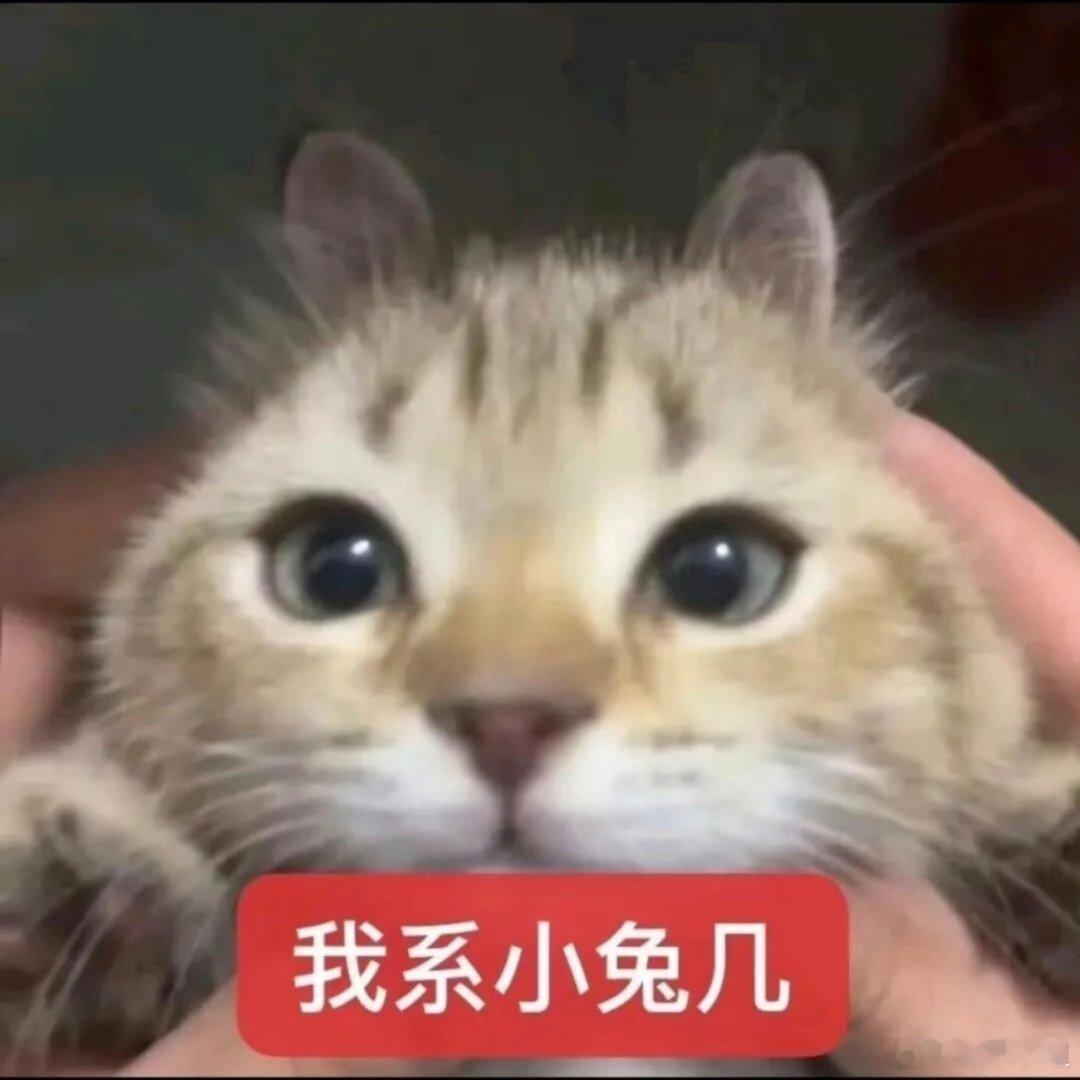 猫咪表情包。​​​